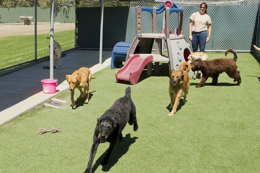 Canine Country Club Installed in 2016, Arizona, Washington, USA Canine Country Club Installed in 2016, Arizona, Washington, USA